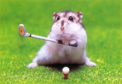 Image demandée Hamster-golf