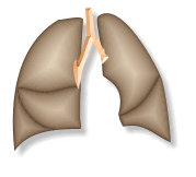 مناقشة فصل التنفس الخلوي للصف 12 (2009-2010) Breathing