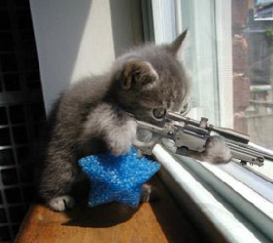 Des trucs  voir &  revoir - Page 35 11132_chat-sniper