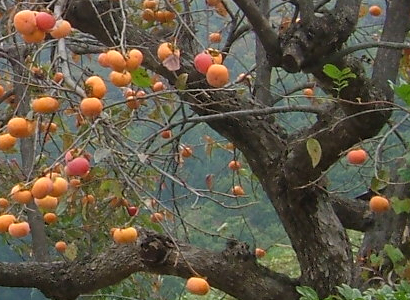 فاكهة تين الكاكي Diospyros kaki (طرابزون خورمة سو)  Pers