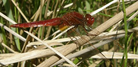 Cherchez le napolitain... Crocothemis_erythraea_male_mature_1_thn