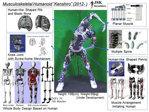 -Creaciones de Miriam Keller Kenshiro-skeleton-cross-section