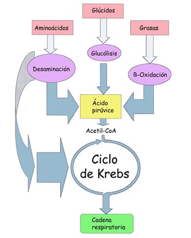 I- Cuestionario reflexivo (Introducción al Metabolismo) Metabolitos-intermedios1