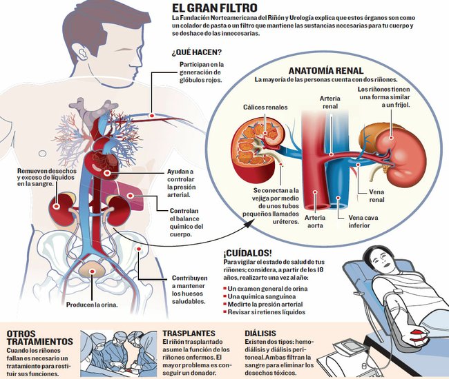La presión alta puede dañar los riñones Rinones