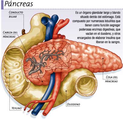 Consejos para mantener sano el páncreas Pancreas