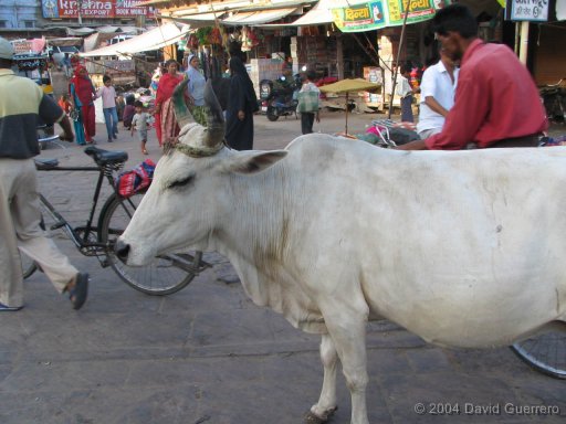 ANALOGIA DEL FORO ARGENTINO Y EL INDU Vacas-india-cows-holy-sagradas-calle
