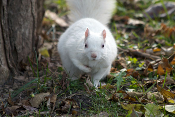 Squirrels! - Page 3 20140516-Squirrel-White