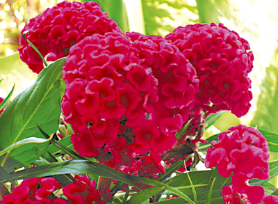 Bonjour P39-Gardening-Dec-9-Celosia