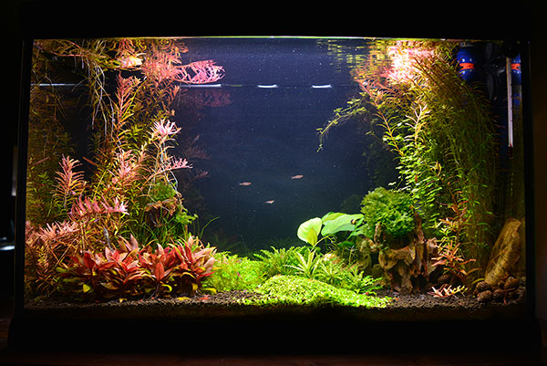 Scaper's Tank 50L de Dennerle {refonte} Mars_21_PM