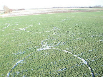 Crop Circles et Ovnis messages ou arnaques? - Page 50 Snow2009-23-sm