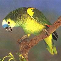  ببغاء الأمزون  Blue-front-amazon-parrot-011