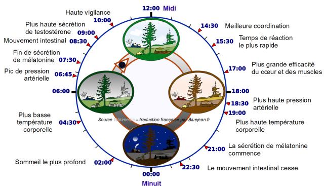 Chronobiologie (cycle circadien et méridiens) Horloge-biologique