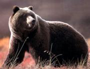 Predators Listings Grizzly_bear