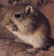     . Mongolian_gerbil