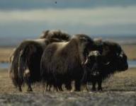 Predators Listings Musk_ox