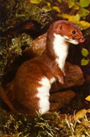 Prey Listings Mustela_erminea