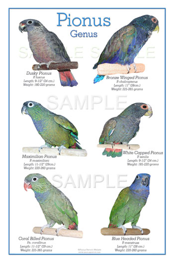 Pionus papagaji Pionusparrotposter55k