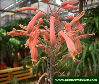 Alte remedii florale Aloe_saponaria_
