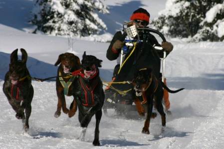 Sport et animaux Johanna-Schlittenhunderennen2