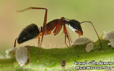  معلومات غريبة Bntpal_1425126679_520