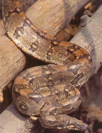 Les différentes phases du Boa Constrictor. Ortonii