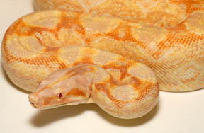 phases du Boa Constrictor Albinosun