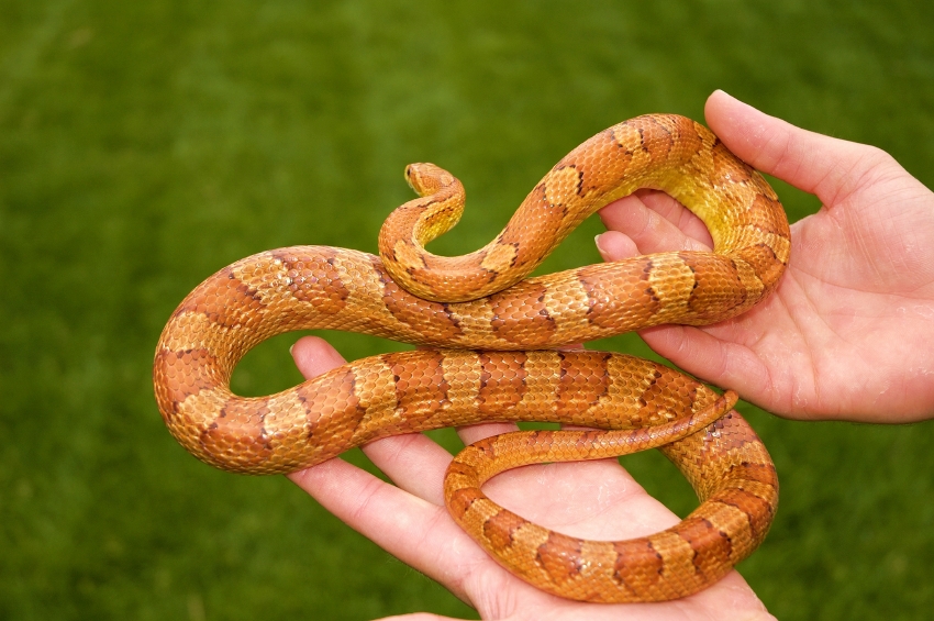 أقوى ألبوم صور للثعابين والأفاعى لجميع الأحجام والأنواع Corn%20snake