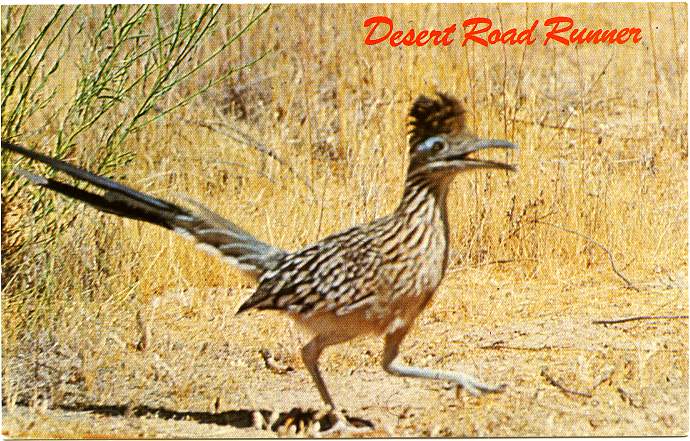 comment savoir si ces un vrai road runner  235NmRoadRunner