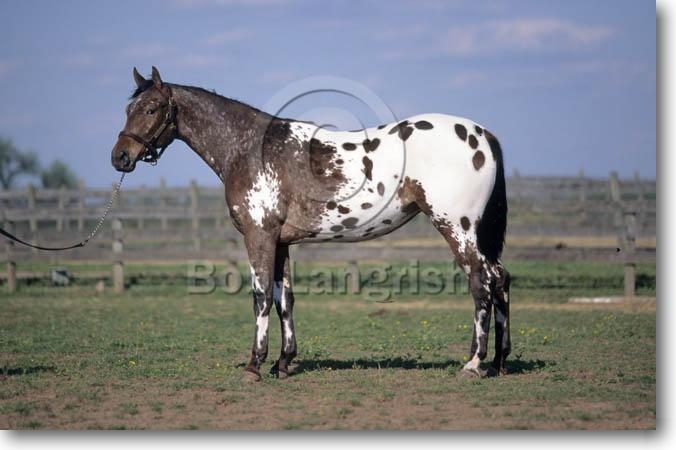 Les chevaux Pic02Appaloosa