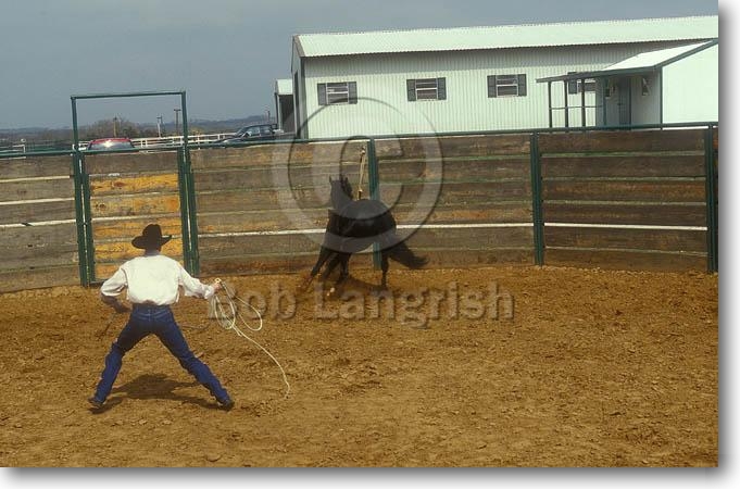 Round Pen  Pic04JoinUpEstablishingJoinUpDrivingAway