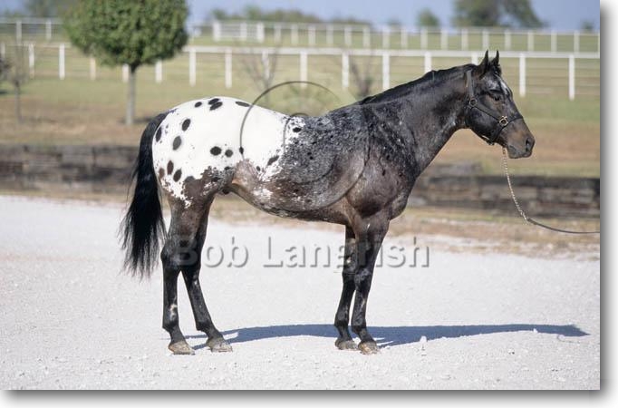 [Summertime - Etalon - 4 ans] Pic07Appaloosa