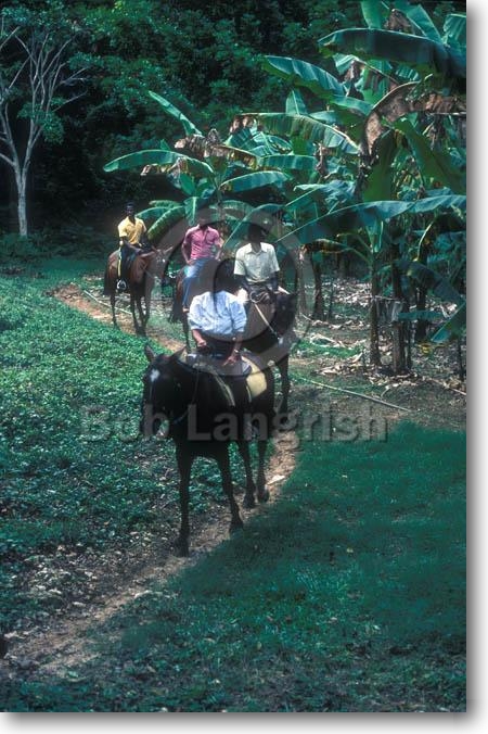 Waldweg 2  Pic35JamaicaRidingHolidays