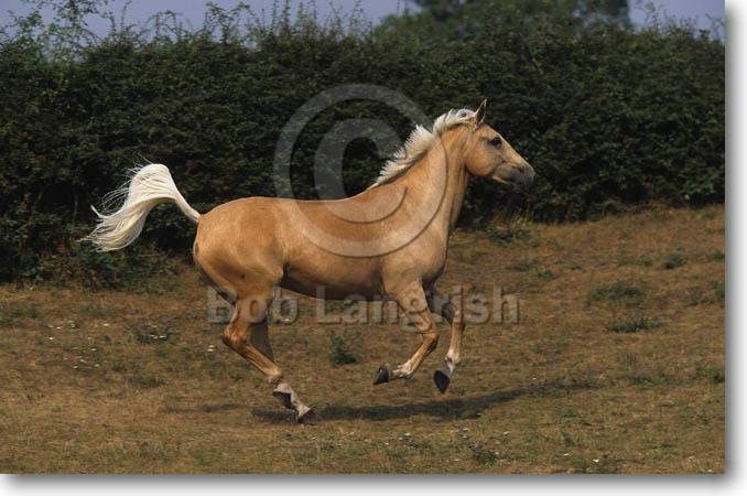 Les chevaux Pic79Palomino