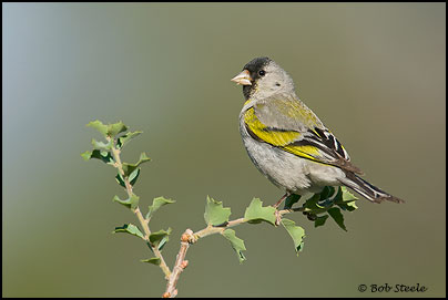 le chardonneret de lawrence Lago_L5C22053