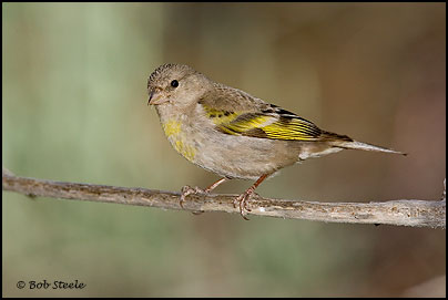 le chardonneret de lawrence Lago_L5C22307