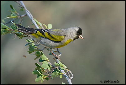 le chardonneret de lawrence Lago_L5C22340