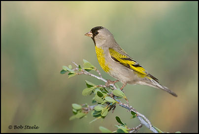 le chardonneret de lawrence Lago_L5C22351