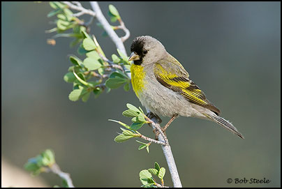 le chardonneret de lawrence Lago_L5C22406