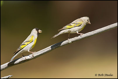 le chardonneret de lawrence Lago_L5C22504