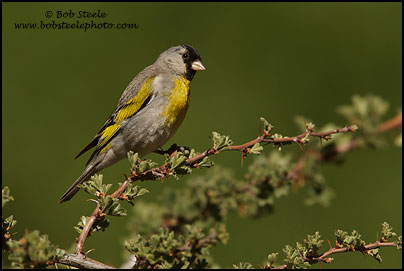 le chardonneret de lawrence Lago_M4_6992