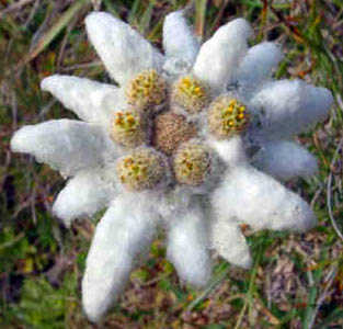 Une demande, une rponse Edelweiss