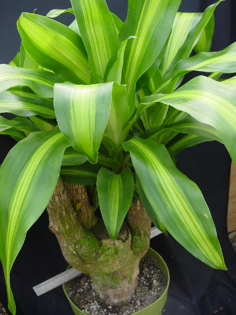 Un bonjour, un message...ou...simplement ce que vous voulez Dracaena%20marginata