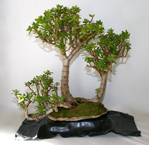 Bonsai - Page 3 Crassula-spec