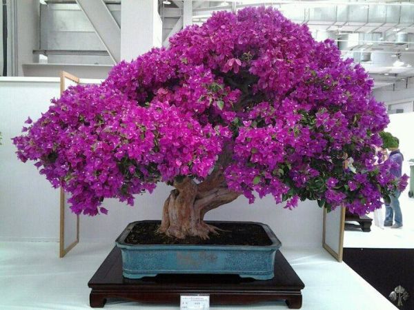 Bonsai 02-Bougainvillea-bonsai-lorna-toledo