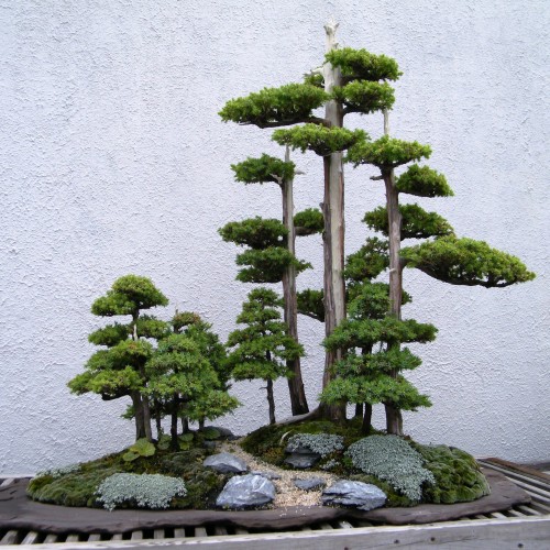 Bonsai - Page 2 Bonsai-tree-how-to-500x500