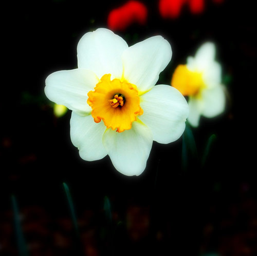 Narcisi 12-white-flower