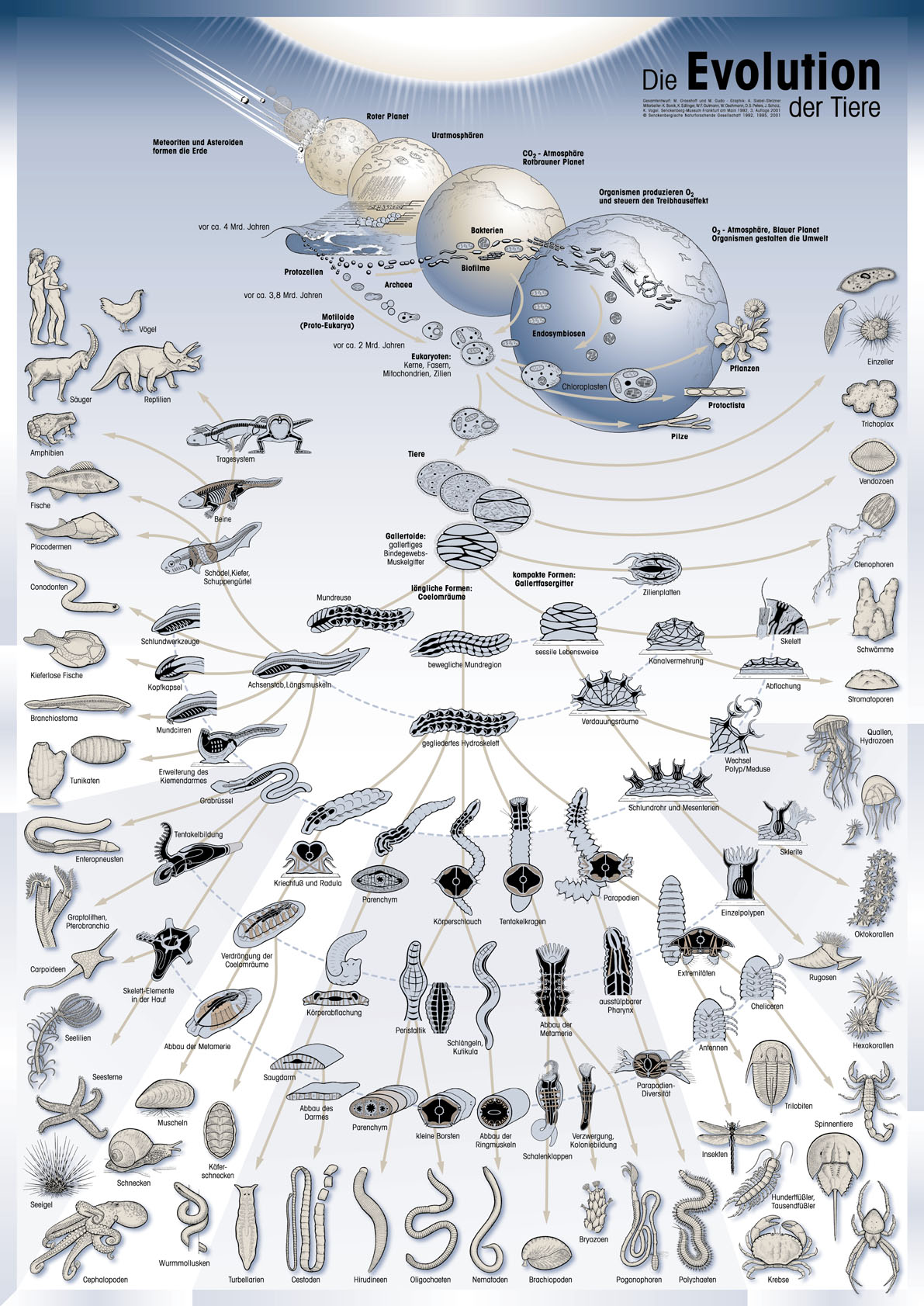 ليات التطوّر AnimalsEvolution