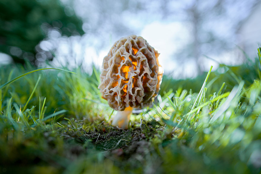 25 Stunning Photos within the Mystical World of Mushrooms  Interesting-mushroom-photography-601__880