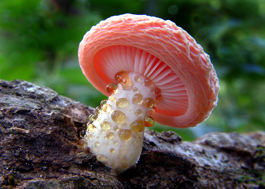 25 Stunning Photos within the Mystical World of Mushrooms  Interesting-mushroom-photography-84__880