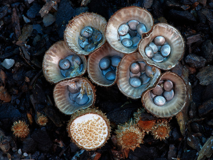 25 Stunning Photos within the Mystical World of Mushrooms  Interesting-mushroom-photography-89__880